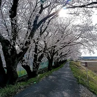 画像242