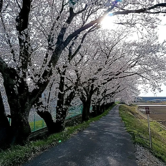 画像242