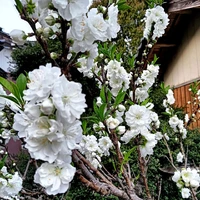 画像248