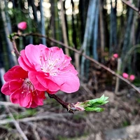 画像254