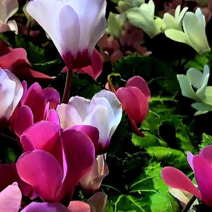 画像284