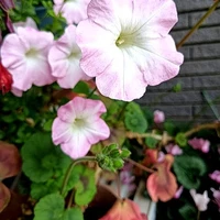画像296